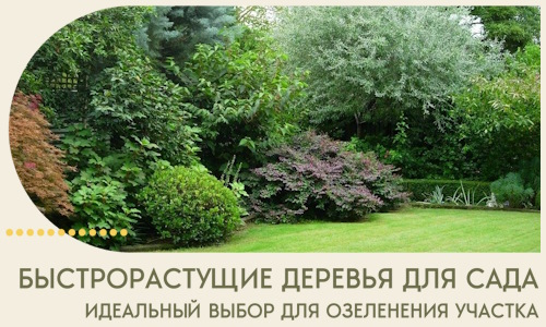 Быстрорастущие деревья для сада идеальный выбор в Вятских Поляне