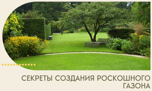 Секреты создания роскошного газона в Вятских Поляне